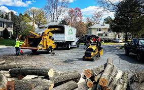 How Our Tree Care Process Works  in  Greenbriar, VA